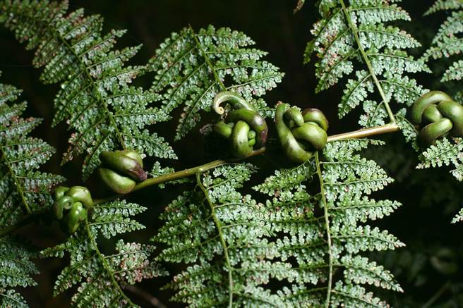 大雪山国家森林游乐区拥有全台近1／4种类的蕨类植物，图为孑遗植物-稀子蕨。（东势林管处提供／陈淑娥台中传真）