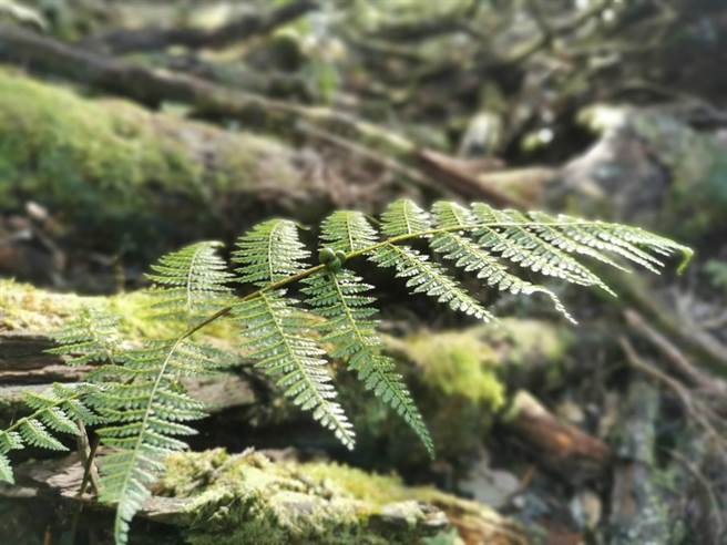 大雪山国家森林游乐区拥有全台近1／4种类的蕨类植物，图为稀子蕨与他的不定芽。（东势林管处提供／陈淑娥台中传真）