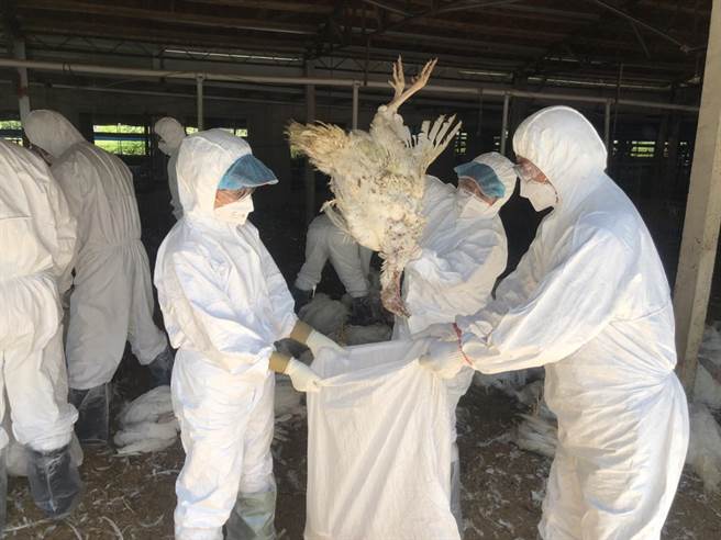 4日嘉义县家畜疾病防治所前往扑杀时，业者饲养的2379只火鸡只剩329只还存活，当天全数被扑杀。（嘉义县家畜疾病防治所提供∕吕妍庭嘉义传真）