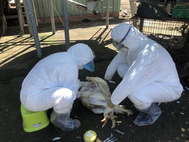 4日嘉义县家畜疾病防治所前往扑杀时，业者饲养的2379只火鸡只剩329只还存活，当天全数被扑杀。（嘉义县家畜疾病防治所提供∕吕妍庭嘉义传真）