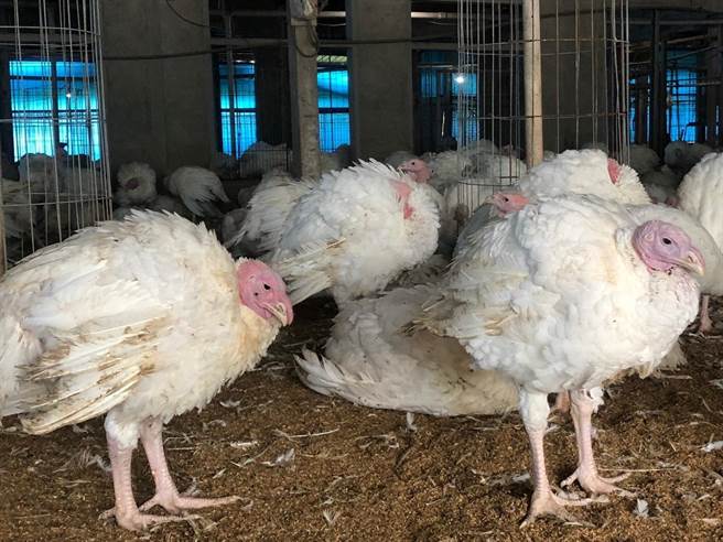 4日嘉义县家畜疾病防治所前往扑杀时，业者饲养的2379只火鸡只剩329只还存活，当天全数被扑杀。（嘉义县家畜疾病防治所提供∕吕妍庭嘉义传真）