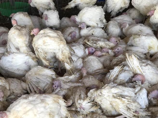 4日嘉义县家畜疾病防治所前往扑杀时，业者饲养的2379只火鸡只剩329只还存活，当天全数被扑杀。（嘉义县家畜疾病防治所提供∕吕妍庭嘉义传真）