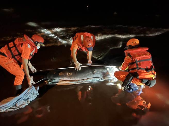 弥陀安检所人员抵达现场后，协助将鲸豚扶正固定保持气孔畅通，再以湿布覆盖持续给予海水浇淋保湿。（海巡署提供／林瑞益高雄传真）