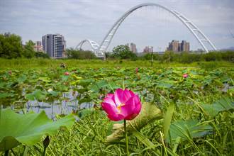 新北市新月橋下人工濕地 荷花提前綻放