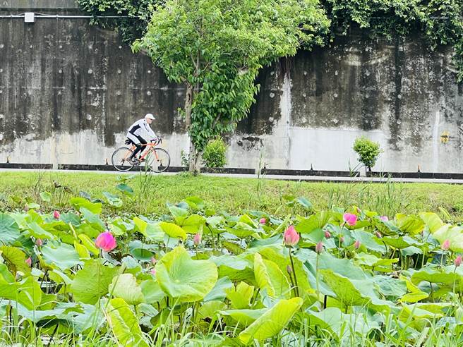 新月桥下的「新海三期人工湿地」内的荷花已朵朵绽放，吸引不少民眾前往拍照。（新北市高滩处提供）