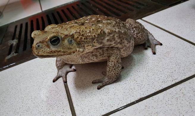 原做为宠物的海蟾蜍，疑似遭民眾弃养外溢到自然环境中，破坏了生态平衡而必须被移除。（挺挺动物应援团创办人刘伟苹提供）