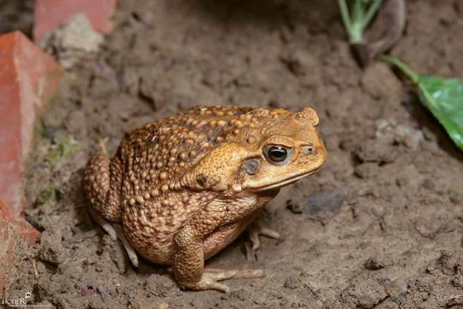 （海蟾蜍名列世界百大入侵种。图／林务局提供）