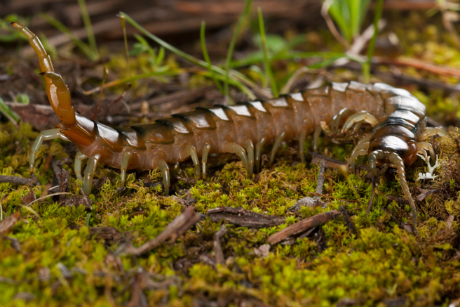环岩冠蛇吞食巨蜈蚣时，不知什么原因突然死亡，吞食过程因此定格，由于画面非常罕见，因此被收藏于博物馆。(示意图/达志影像)