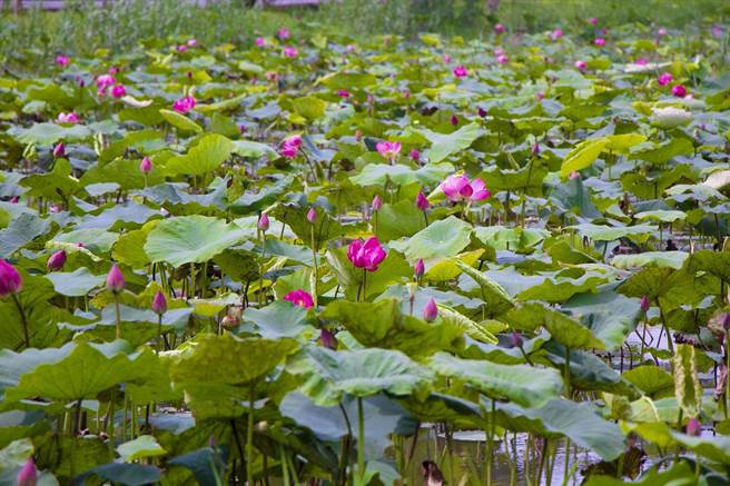 原本盛夏才盛开的荷花，新月桥下人工湿地的荷花提早从3月下旬陆续绽放。（新北市高滩地工程管理处提供）