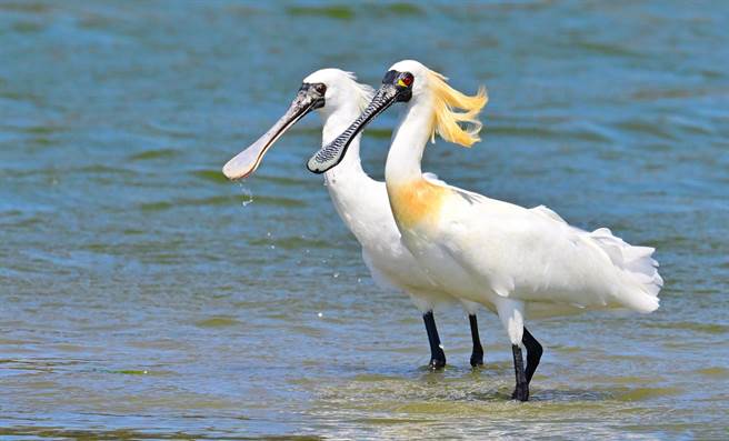 「2022黑面琵鹭全球同步普查」的成果显示，全球黑面琵鹭族群已来到6162只，其中在台湾共记录到3824只。（台南鸟会郭东辉摄／林良齐台北传真）