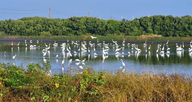 「2022黑面琵鹭全球同步普查」的成果显示，全球黑面琵鹭族群已来到6162只，其中在台湾共记录到3824只。（台南鸟会郭东辉摄／林良齐台北传真）