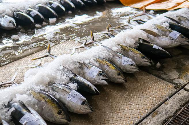 台東縣成功鎮新港漁港黃鰭鮪魚大出。（讀者提供／蔡旻妤台東傳真）