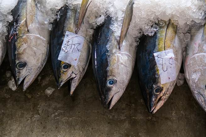 台東縣成功鎮新港漁港黃鰭鮪魚大出。（讀者提供／蔡旻妤台東傳真）