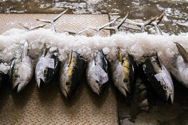 台東縣成功鎮新港漁港黃鰭鮪魚大出。（讀者提供／蔡旻妤台東傳真）