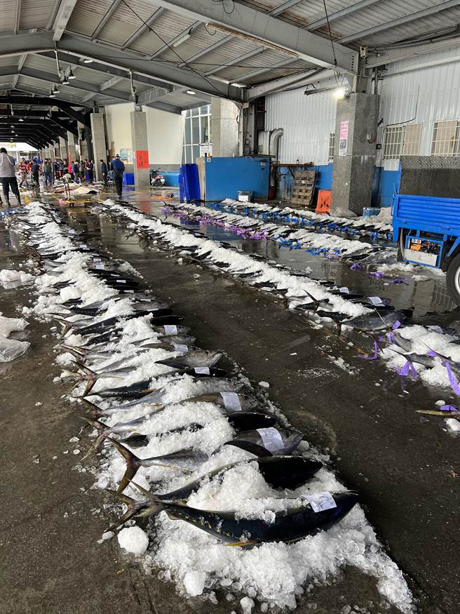 台東縣成功鎮新港漁港黃鰭鮪魚大出。（新港漁會提供／蔡旻妤台東傳真）