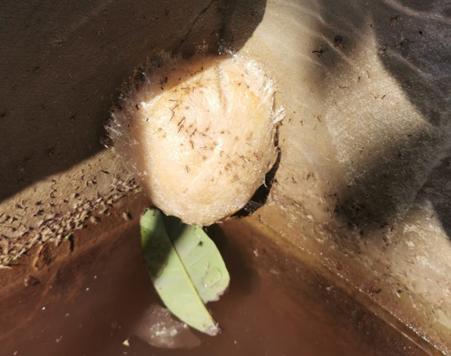 民眾在家中水池惊见一坨表面乾燥的不明泡沫。（图／翻摄自脸书《爆系知识家》）