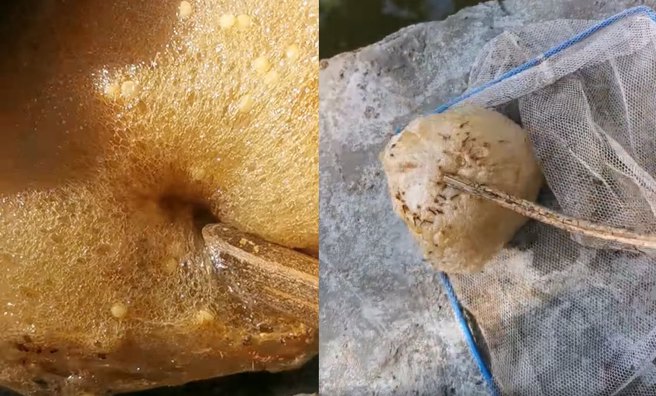 原PO表示，不明物体的表面乾燥，但拨开后里面呈现湿润状态。（图／翻摄自脸书《爆系知识家》）