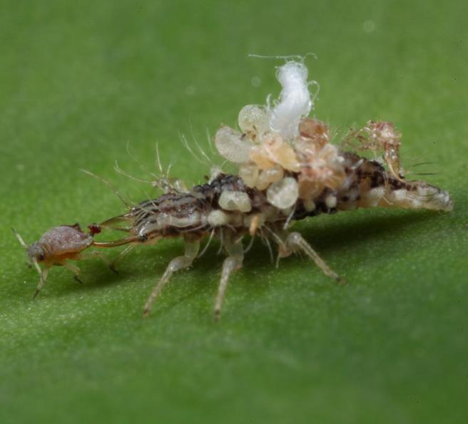 （蚜虫。图／苗栗场提供）