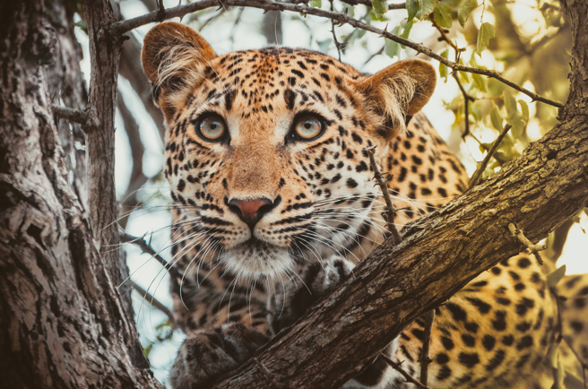花豹猎杀水牛幼崽后，将尸体叼到树上，母水牛发现后，不停在树底下徘徊，似乎希望能救回孩子。(示意图/达志影像)