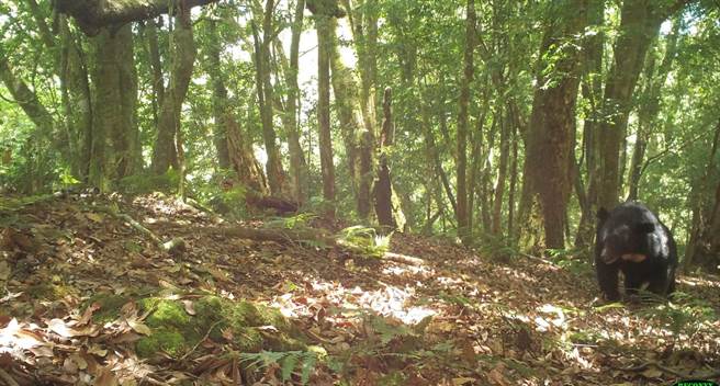 玉山国家公园区内，黑熊超过100只。（玉管处提供／廖志晃南投传真）