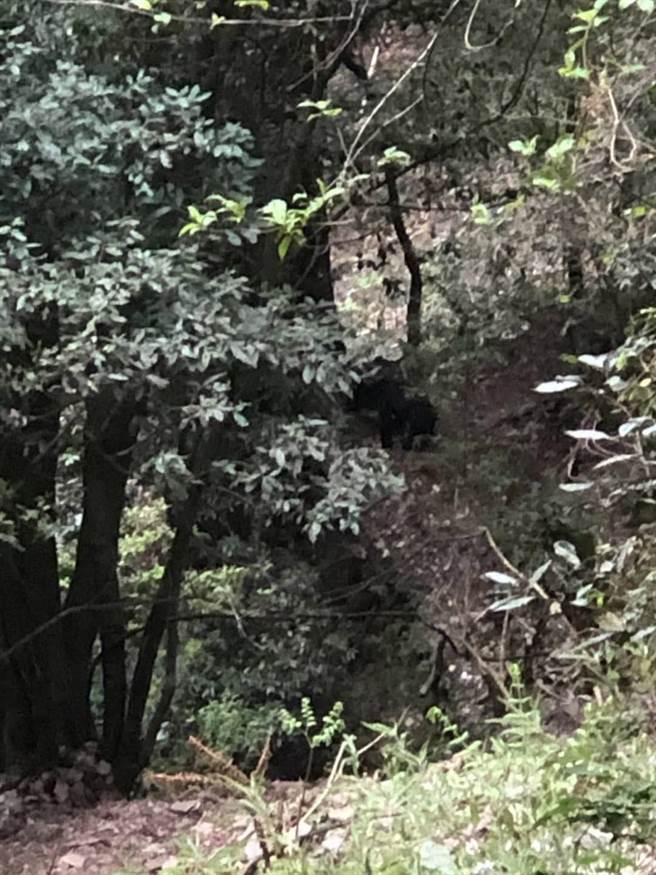 玉山国家公园区观高地区，发现黑熊踪迹。（玉管处提供／廖志晃南投传真）