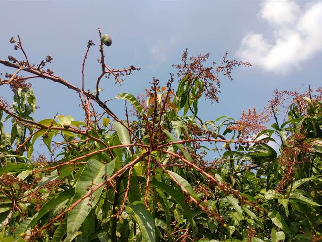 受连续低温及降雨影响，台南市芒果着果情形不佳。(台南市农业局提供／刘秀芬台南传真)