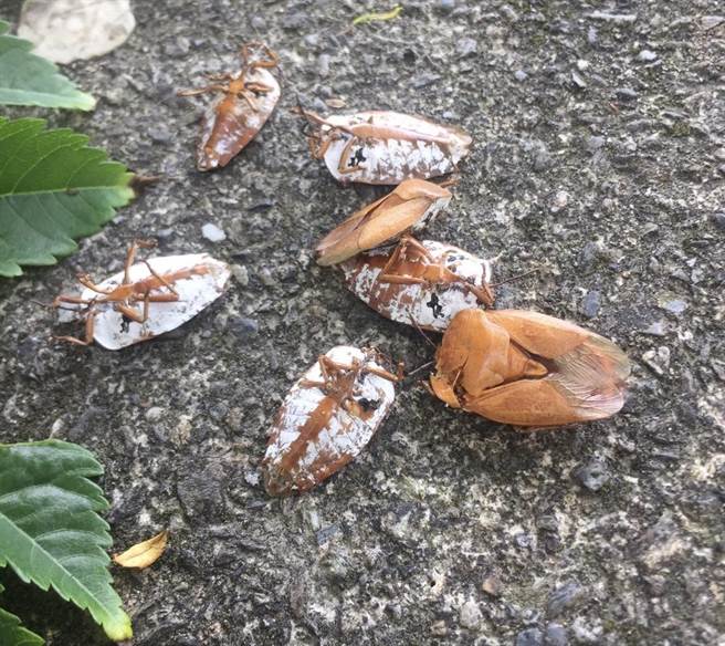 荔枝椿象危害龙眼、荔枝及台湾栾树等重要经济作物，民眾不堪其扰。（花莲县府农业处提供／王志伟花莲传真）