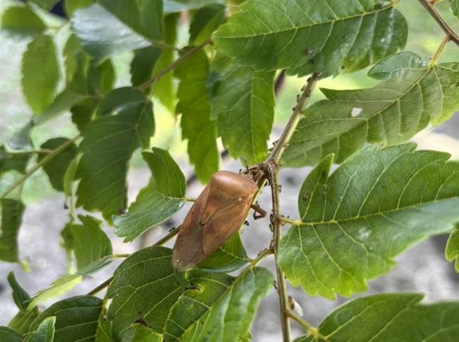 外来种害虫荔枝椿象于每年3、4月间进入产卵活动季节，花莲已接获今年第1起虫害通报。（花莲县府农业处提供／王志伟花莲传真）