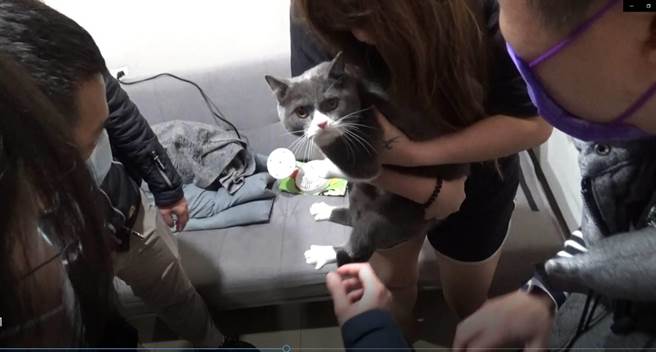 女通缉犯盗刷花了27万买猫。（警方提供）