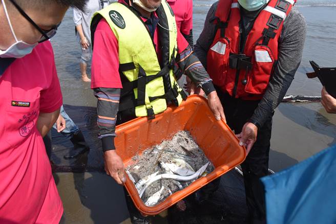 後龍水尾社區舉辦牽罟活動，新罟網處女秀捕獲的漁貨。（謝明俊攝）