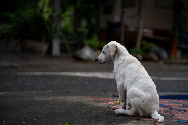 一位網友表示自從愛貓狗人士搬來附近餵養流浪貓狗後，社區就此變樣。(示意圖/達志影像)
