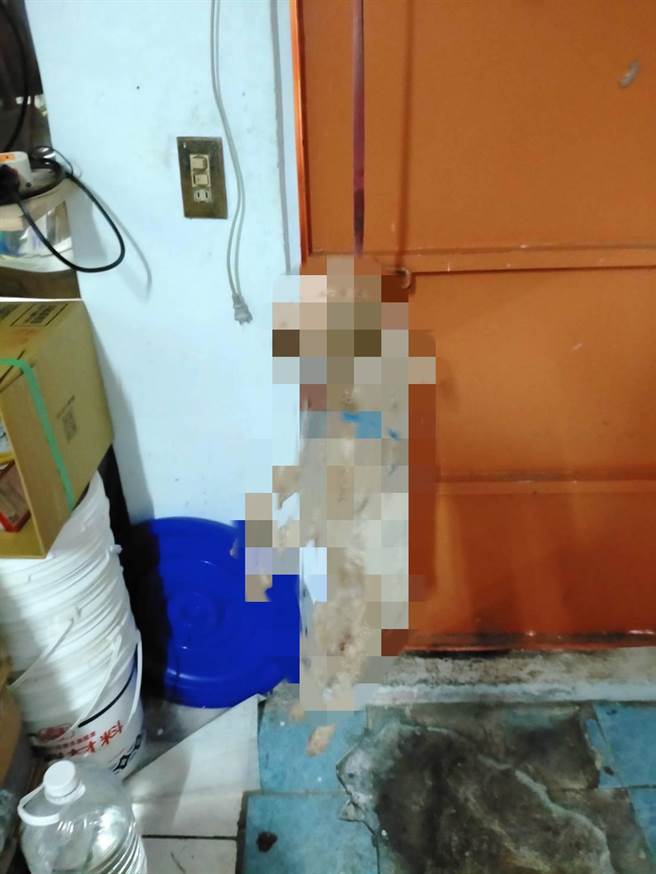 新北五股郭姓男子因不满同居女友打麻将不回家，竟将女友小孩饲养的红贵宾「麻吉」活活吊死出气。（新北市动保处提供）