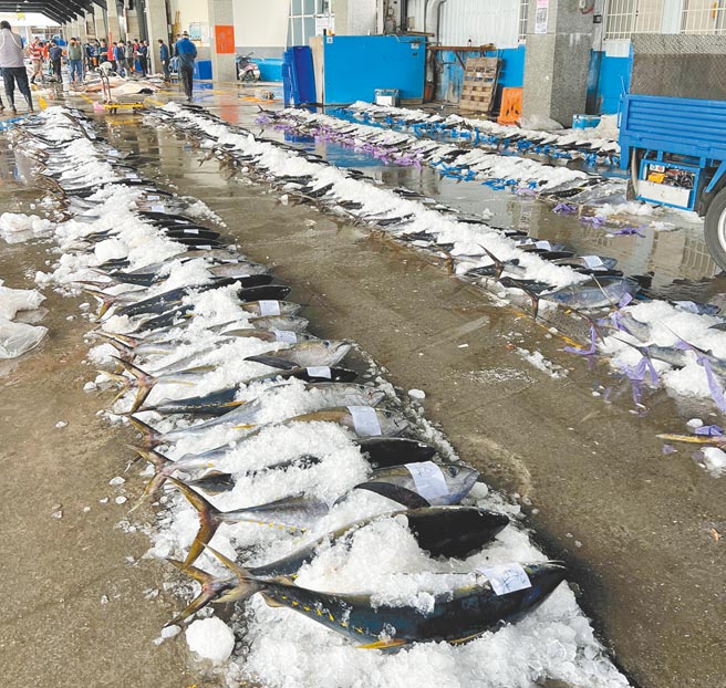 台東縣成功鎮新港漁港近日黃鰭鮪魚大出。（新港漁會提供／蔡旻妤台東傳真）