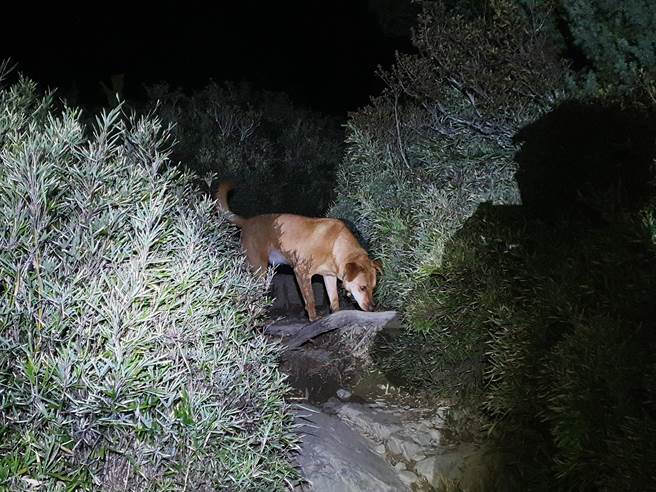 花莲县警局新城警分局合欢派出所所犬「多多」，日前发挥夜视能力充当员警深夜之眼，带领大家在最短时间救援失温登山客，立下大功。（新城警分局提供／罗亦晽花莲传真）