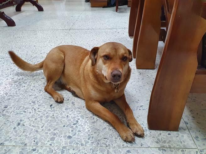 花莲县警局新城警分局合欢派出所所犬「多多」，日前发挥夜视能力充当员警深夜之眼，带领大家在最短时间救援失温登山客，立下大功。（新城警分局提供／罗亦晽花莲传真）