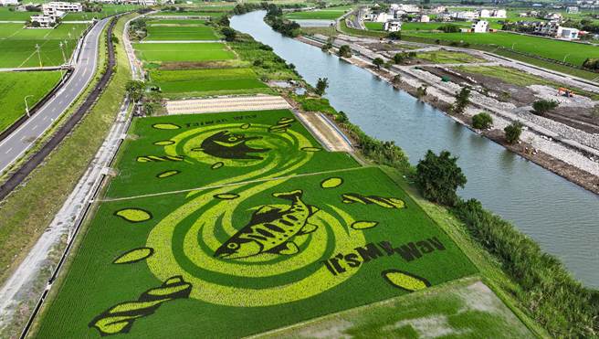 宜蘭的「壯圍彩繪田」活動今年以3色水稻展現可愛的台灣黑熊和櫻花鉤吻鮭，即日起到6月底在宜蘭河中央大橋北岸稻田間就可欣賞到萌圖。（宜蘭大學無人機研究所教官沈張鴻提供／吳佩蓉宜蘭傳真）