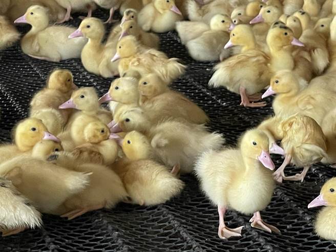 养鸭青农王昭宇却在全台鸭荒中崭露专业养鸭技术，丝毫不受影响，高雄及中部地区近7成的鸭肉来自于他的繁殖场，全因他选择科技养鸭，成功闯出一片天。（柯宗纬翻摄）