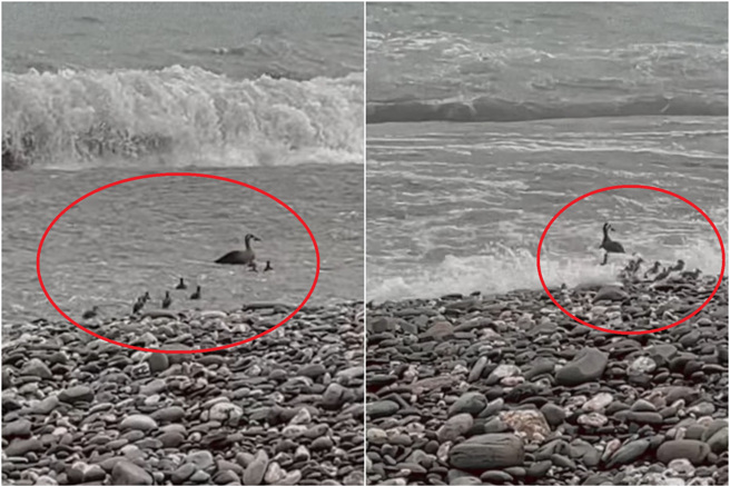 网友拍下母鸭带8只小鸭出没台东海滨公园海边，让网友笑翻「真是一群咸水鸭」。（翻摄自脸书台东大小事）