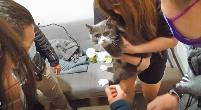 30岁赵姓女子因案通缉逃亡，期间盗刷信用卡，再以第三方支付平台网购或订外送因应日常开销，台北市警方日前到赵女中山区租屋处搜索，当场逮捕赵女及其男友到案，并搜出安非他命、现金10万元等物及1只英国短毛猫。（翻摄画面／中央社）