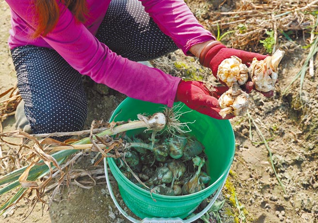 云林县各乡镇市蒜头因吸水而散瓣或腐烂，全县损失破亿元，农委会8日公告免现勘损失率。（周丽兰摄）