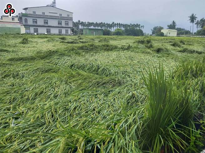 根据现行「农业保险法」规定，补助比率得依保险标的及险种而定，于施行后5年内以75％为上限；施行后第6年起以60％为上限，立委提案考量补助比例应依农业发展定期检讨，第6年补助上限应取消。（本报系资料照）