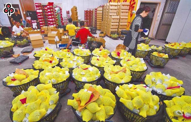 去年底大陆当局以检出虫害为由暂停台湾凤梨、释迦输入，黄子哲指出，当时农委会主委陈吉仲向果农挂保证，将启动外销含鲜果及冻果共5千公吨、加工3千公吨，及内销鲜果5千公吨。图为示意图。（资料照）