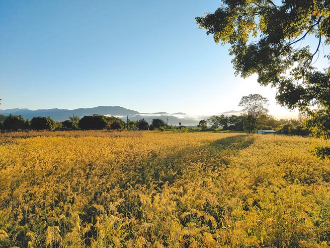 被中研院誉为未来超级食物的油芒濒临绝迹，延平乡武陵部落卡那岁工作坊近年大规模復育。（以斯马哈散农庄提供／蔡旻妤台东传真）
