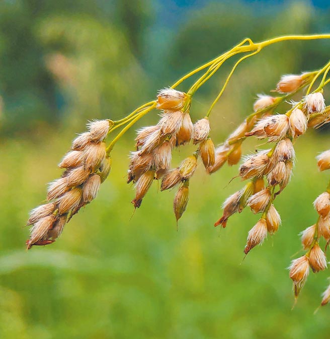 油芒濒临绝迹，延平乡武陵部落卡那岁工作坊近年大规模復育。（以斯马哈散农庄提供／蔡旻妤台东传真）
