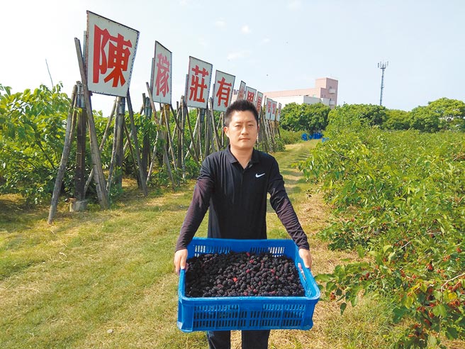 台南市柳营区太康陈稼庄有机果园农友陈柏璋表示，因为缺工，採不完的桑葚只能任其掉落地上。（刘秀芬摄）