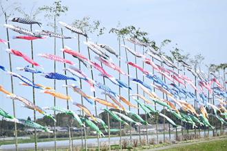 超過30年的初夏風物詩！宮崎縣都南市150條鯉魚旗在青竹上游泳