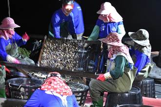 台南沿海魚塭改種電 文蛤價錢看好