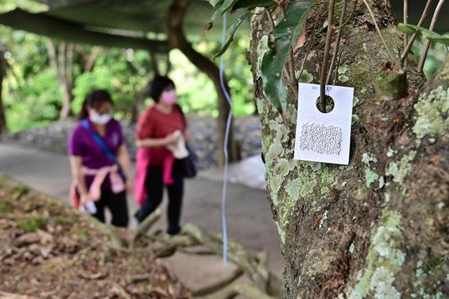 观旅局已放置平腹小蜂卵卡。（台中市政府提供）