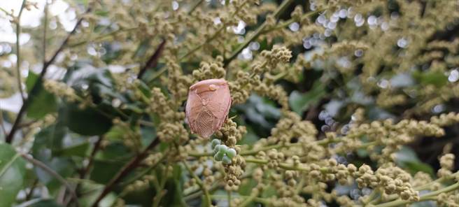 山区种植荔枝及龙眼树，为荔枝椿象经常出没区域。（台中市政府提供）