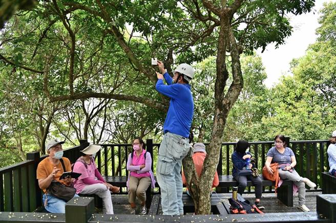 工作人员正在放置平腹小蜂卵卡。（台中市政府提供）